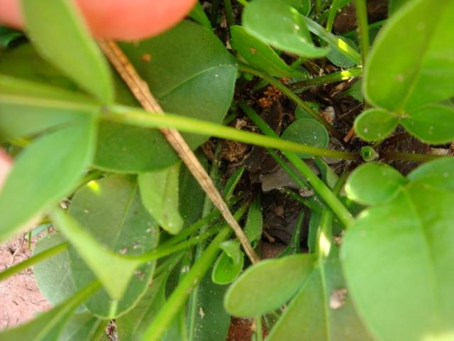 Photo of Dwarf Mouse-ear Tickseed (Coreopsis auriculata 'Nana') uploaded by flaflwrgrl