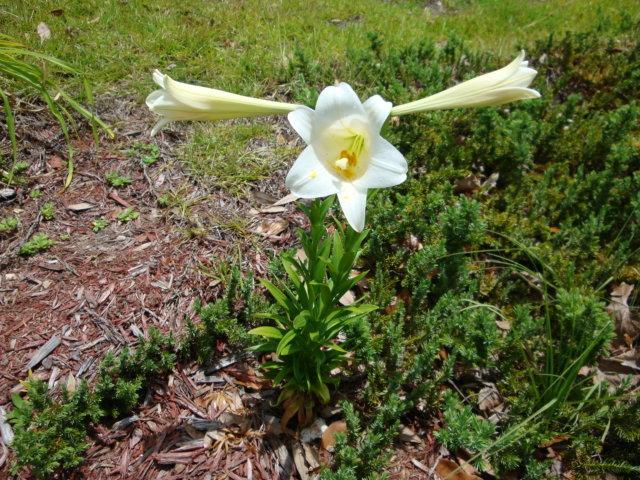 Photo of Lily (Lilium longiflorum) uploaded by flaflwrgrl