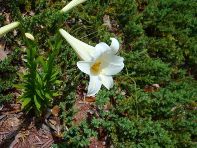 Photo of Lily (Lilium longiflorum) uploaded by flaflwrgrl