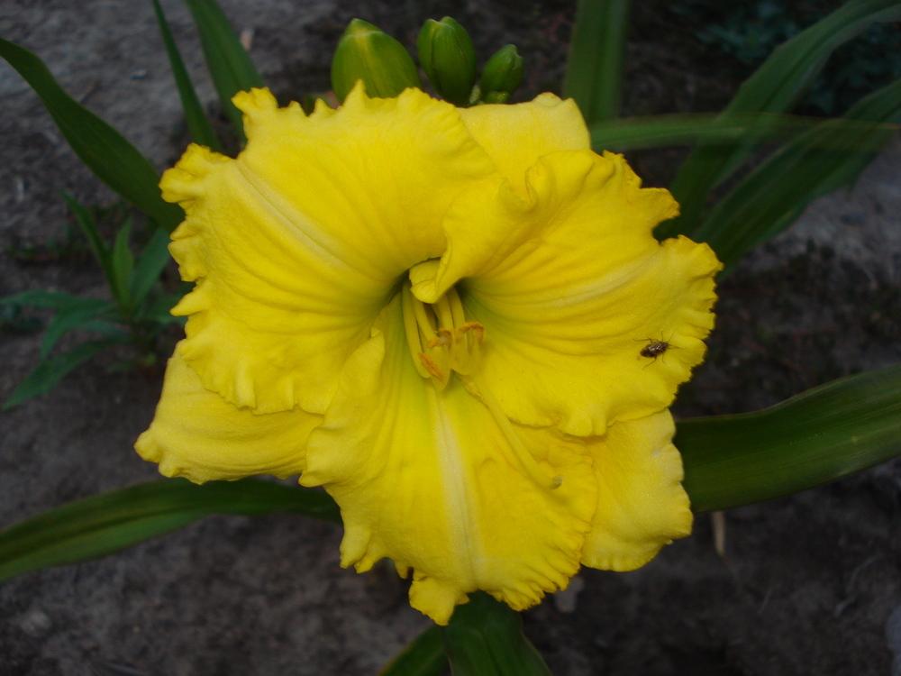 Photo of Daylily (Hemerocallis 'Annie Armstrong') uploaded by petalsnsepals
