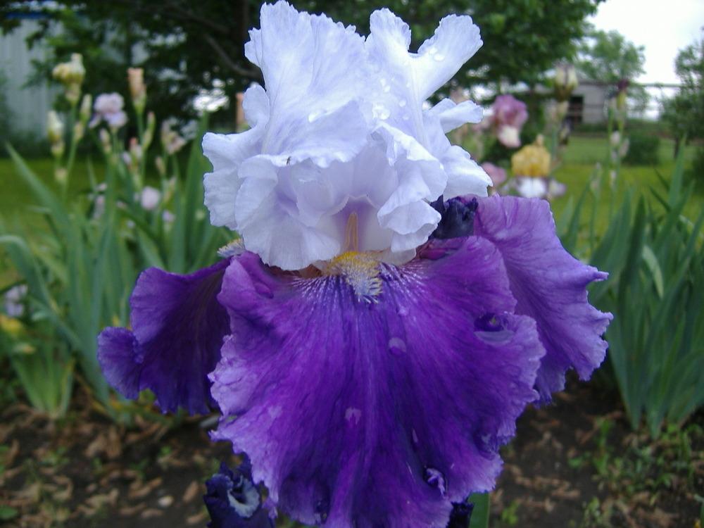 Photo of Tall Bearded Iris (Iris 'World Class') uploaded by tveguy3