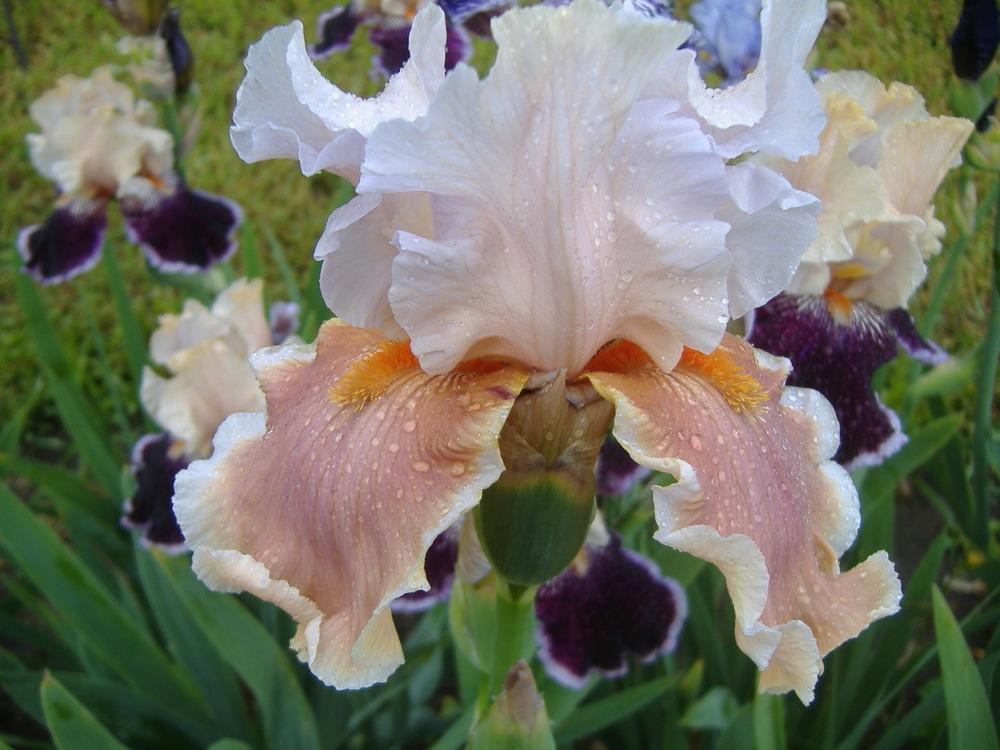 Photo of Tall Bearded Iris (Iris 'Magharee') uploaded by tveguy3