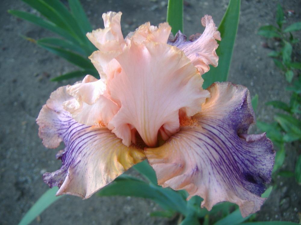 Photo of Tall Bearded Iris (Iris 'Novel Idea') uploaded by tveguy3