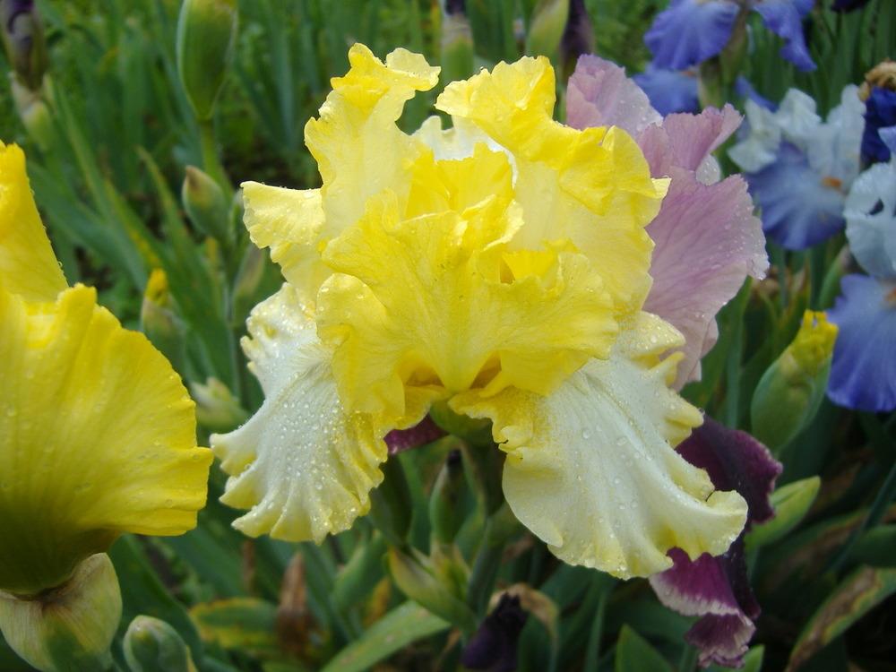 Photo of Tall Bearded Iris (Iris 'Lemon Dew') uploaded by tveguy3