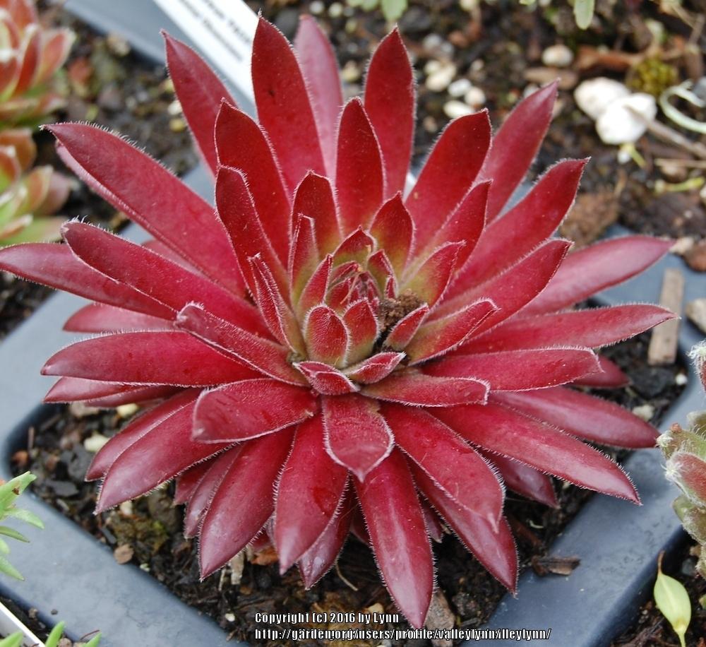 Photo of Hen and Chicks (Sempervivum 'Pacific Charm') uploaded by valleylynn