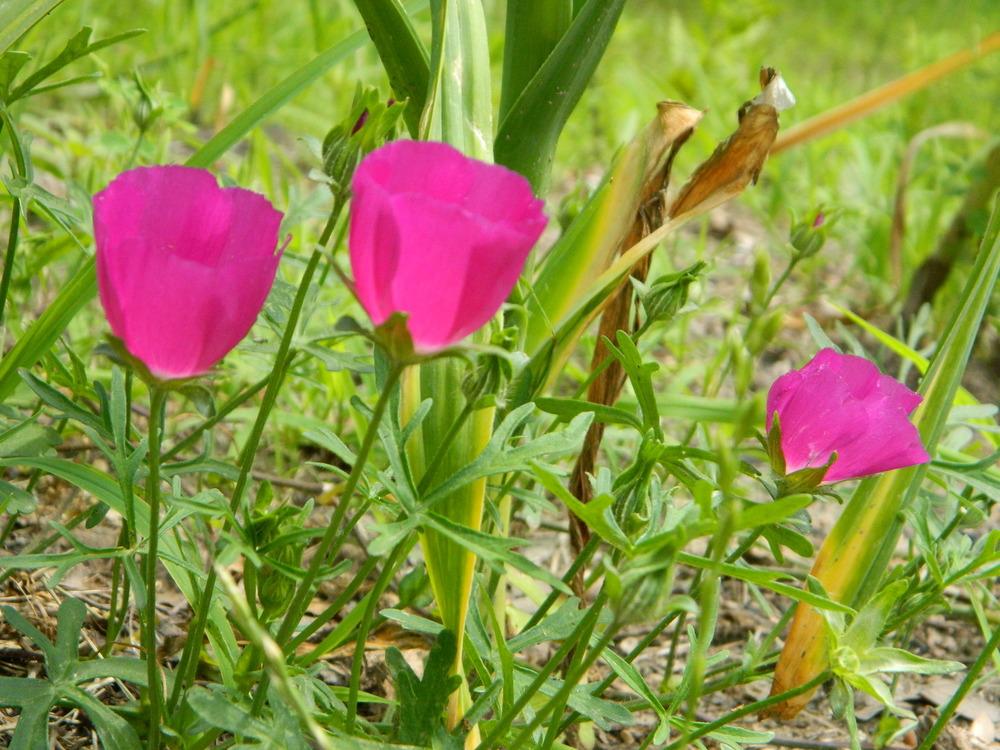 Photo of Winecup (Callirhoe involucrata) uploaded by wildflowers