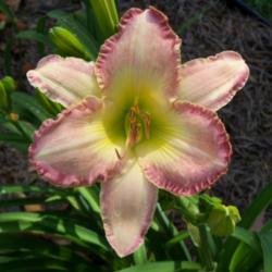 Location: My garden in northeast Texas
Date: 2013-06-07