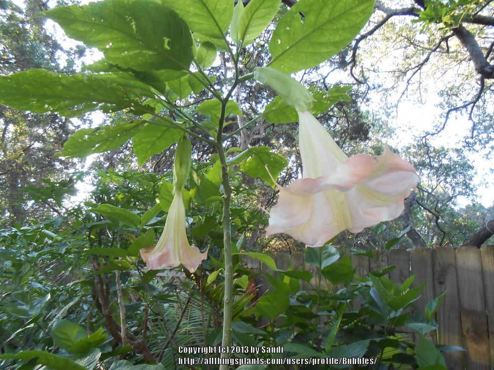 Photo of Angel Trumpet (Brugmansia 'Pink Beauty') uploaded by Bubbles