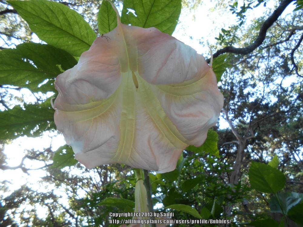 Photo of Angel Trumpet (Brugmansia 'Pink Beauty') uploaded by Bubbles
