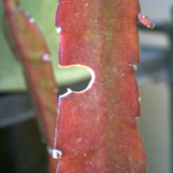 
Date: 2013-06-08
Snail damage and bronzed leaves from prolonged cold snap over win