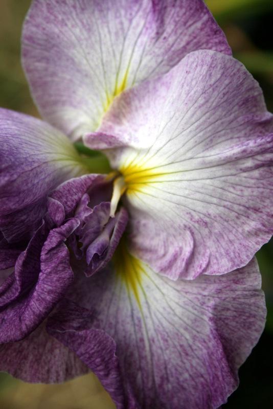 Photo of Japanese Iris (Iris ensata 'Picotee Princess') uploaded by Calif_Sue