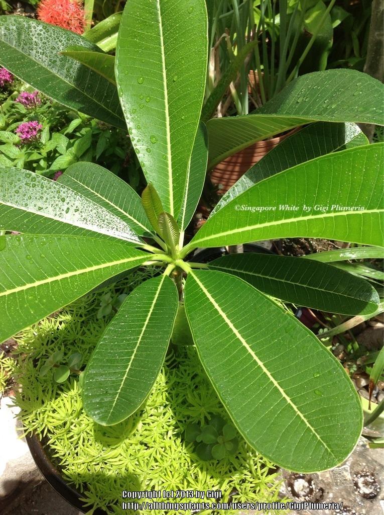 Photo of Plumeria (Plumeria obtusa 'Singapore') uploaded by GigiPlumeria