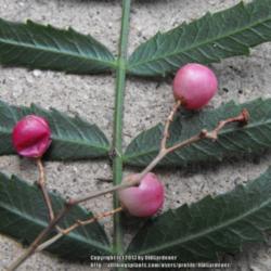 Location: Hidden Hills CA zone 10b
Date: 2013-06-08
Sometimes used as \"Pink Peppercorn\"