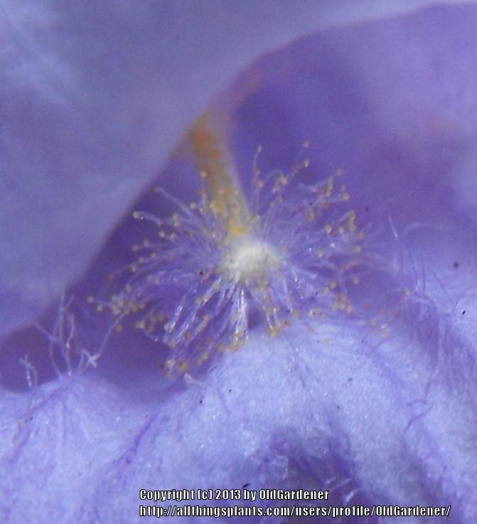 Photo of Jacaranda (Jacaranda mimosifolia) uploaded by OldGardener