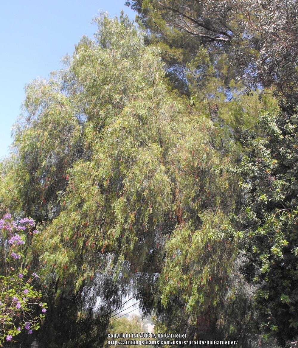 Photo of California Pepper Tree (Schinus molle) uploaded by OldGardener