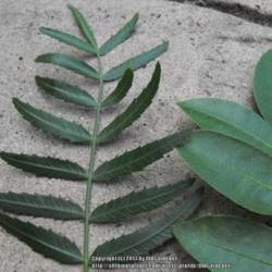 Location: Hidden Hills CA zone 10b
Date: 2013-06-08
The leaf to the right is a Brazilian Pepper Tree leaf for compari