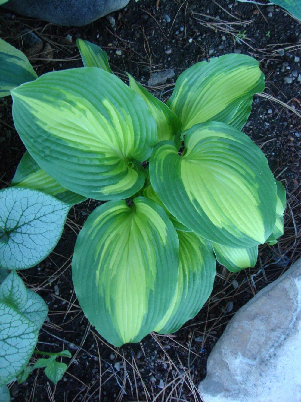 Photo of Hosta 'Hollywood Lights' uploaded by Paul2032