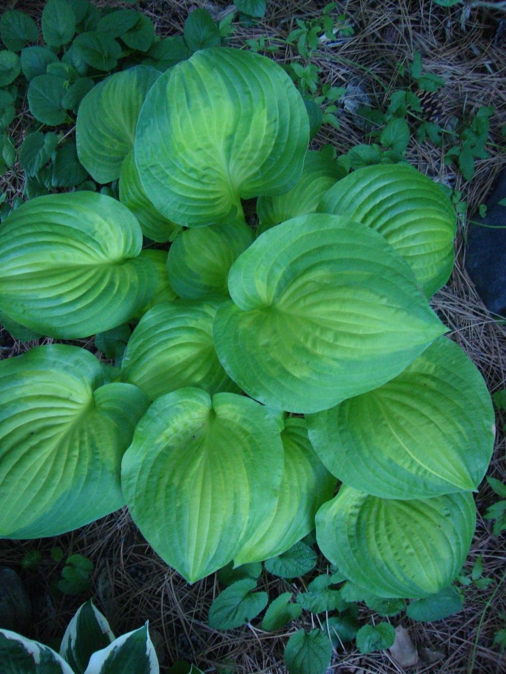 Photo of Hosta 'Dance with Me' uploaded by Paul2032
