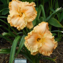 Location: Houston TX
Date: 2013-05-12
This daylily was named after my mother by Mark Carpenter.  This i