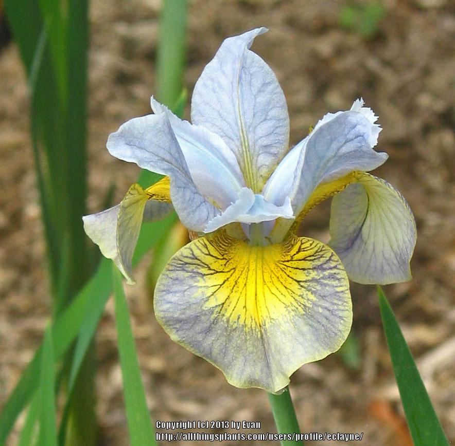 Photo of Siberian Iris (Iris 'Here Be Dragons') uploaded by eclayne