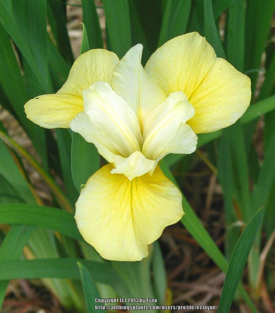 Photo of Siberian Iris (Iris 'Tom Schaefer') uploaded by eclayne