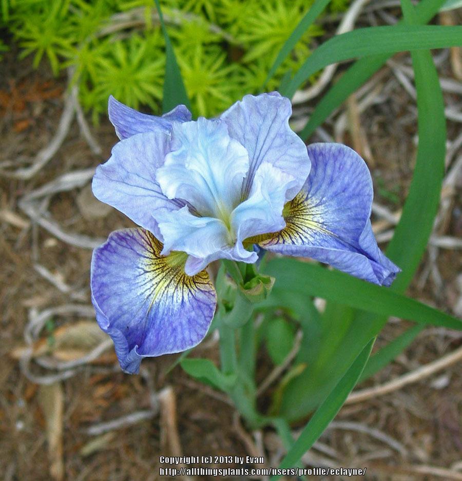 Photo of Siberian Iris (Iris 'Careless Sally') uploaded by eclayne