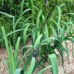 Location: z6a MA, my garden
Date: 2013-06-03
The waxy dark blue stems are striking.