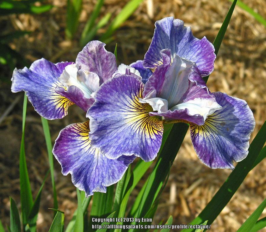 Photo of Siberian Iris (Iris 'Charming Billy') uploaded by eclayne