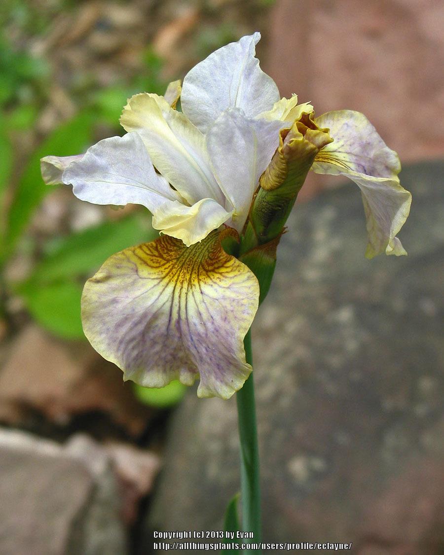 Photo of Siberian Iris (Iris 'Sarah Tiffney') uploaded by eclayne