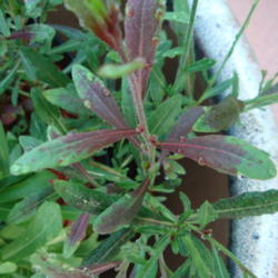 Location: zone 8 Lake City, Fl.
Date: 2013-06-08
showing the burgandy/green variegation