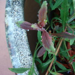 Location: zone 8 Lake City, Fl.
Date: 2013-06-08
note the burgundy/green variegation