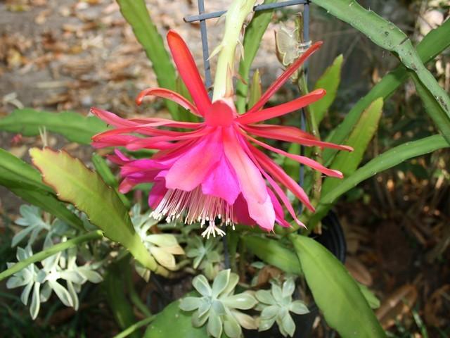 Photo of Epiphyllum uploaded by gingin