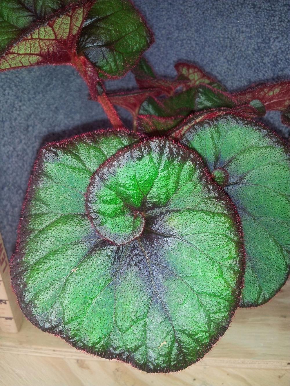 Photo of Begonia 'Curly Fireflush' uploaded by pniksch
