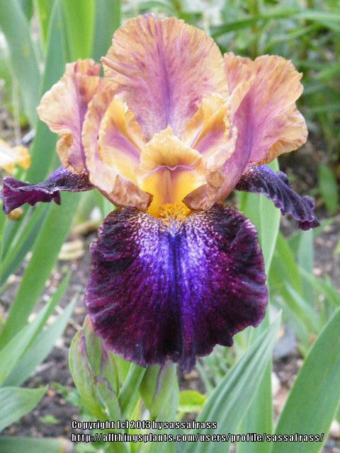 Photo of Intermediate Bearded Iris (Iris 'Parting Glances') uploaded by sassafrass