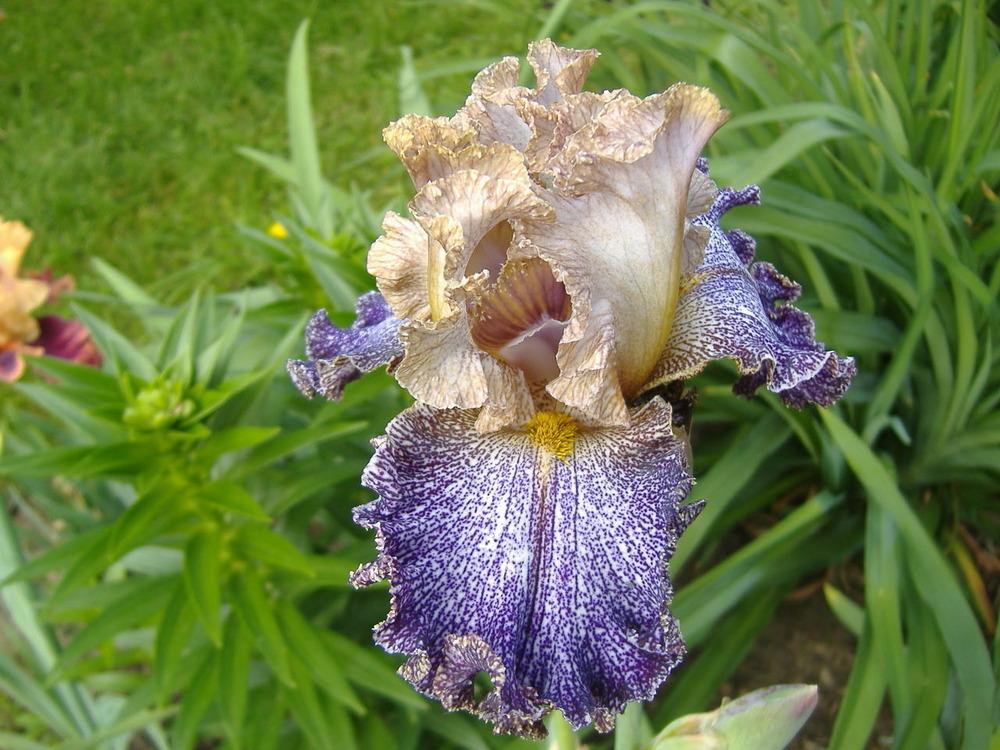 Photo of Tall Bearded Iris (Iris 'Dipped in Dots') uploaded by tveguy3