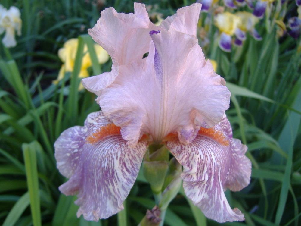 Photo of Tall Bearded Iris (Iris 'King Tush') uploaded by tveguy3