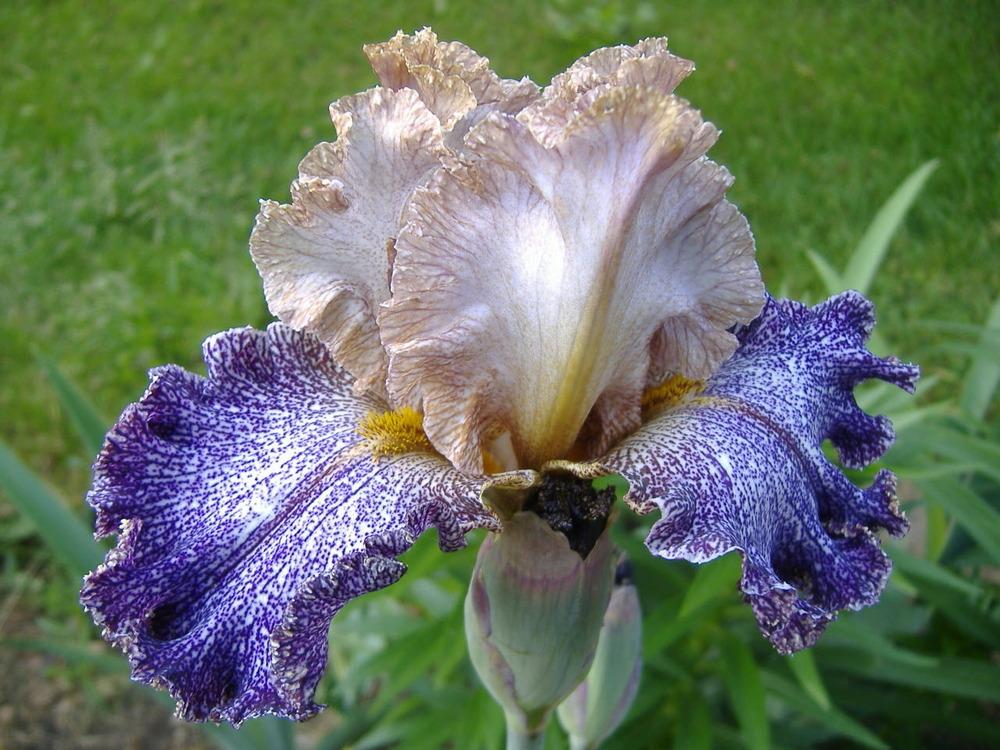 Photo of Tall Bearded Iris (Iris 'Dipped in Dots') uploaded by tveguy3