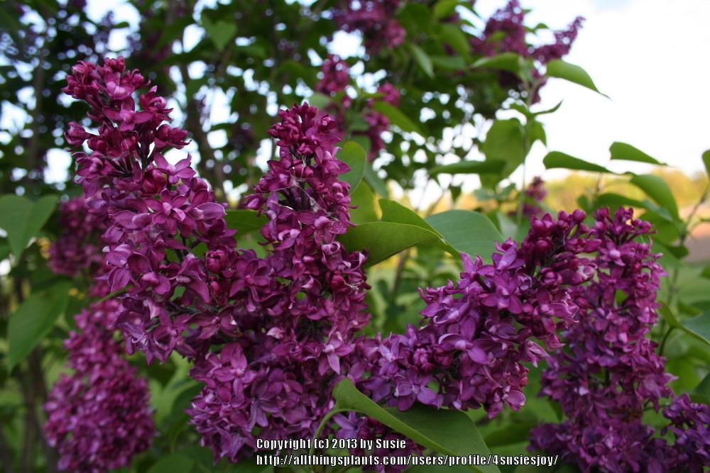 Photo of Common Lilac (Syringa vulgaris 'Charles Joly') uploaded by 4susiesjoy