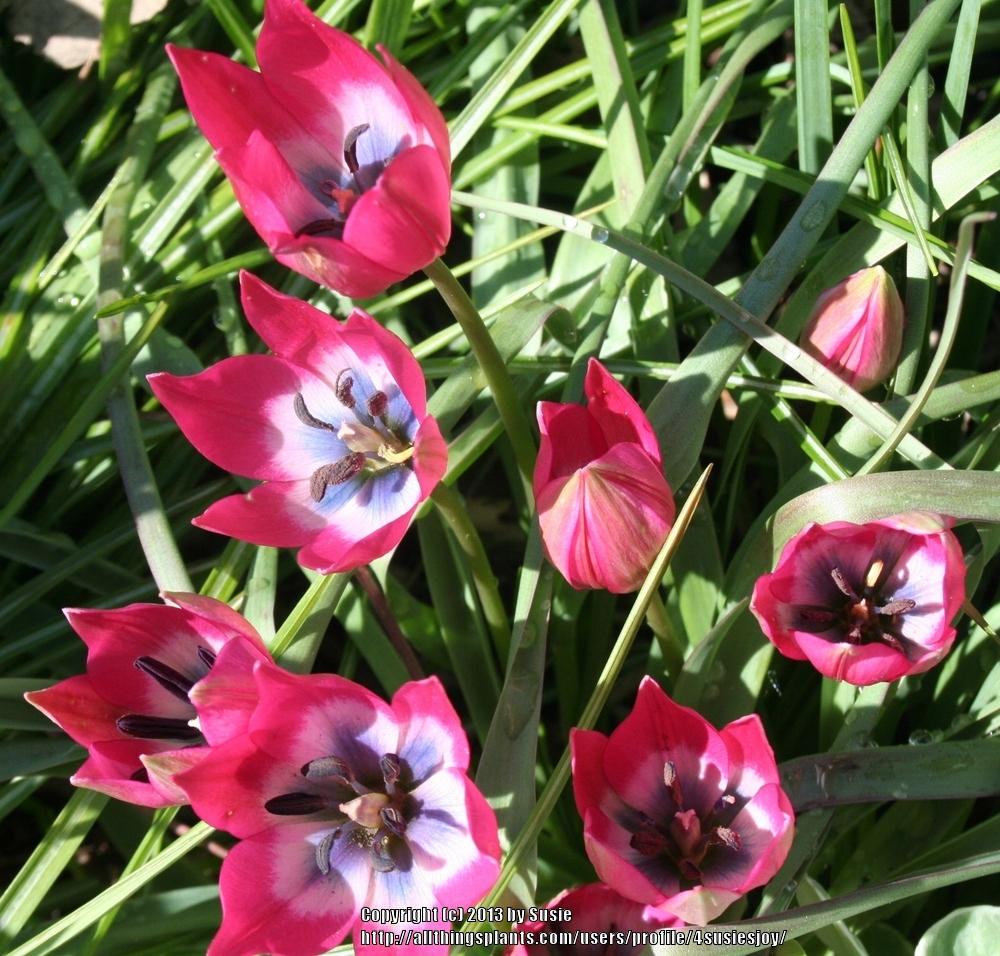 Photo of Species Hybrid Tulip (Tulipa 'Little Beauty') uploaded by 4susiesjoy