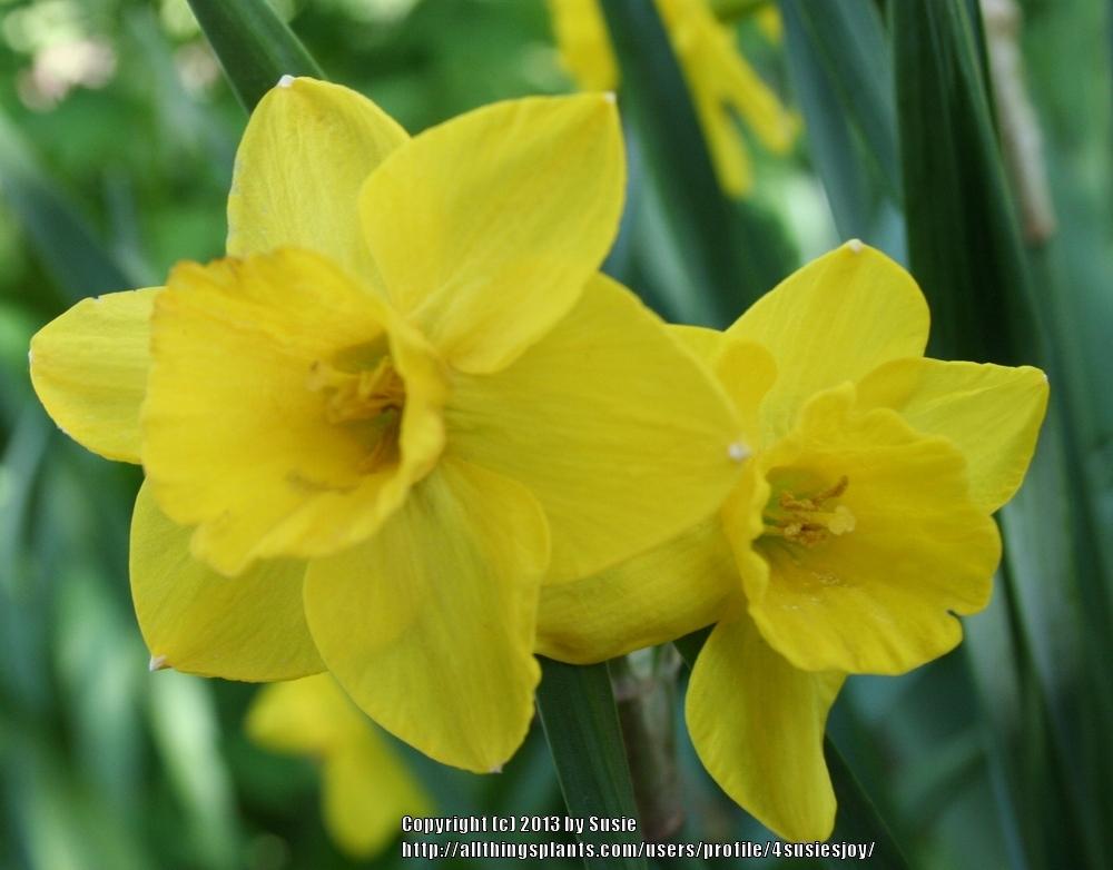 Photo of Jonquilla Daffodil (Narcissus 'Quail') uploaded by 4susiesjoy