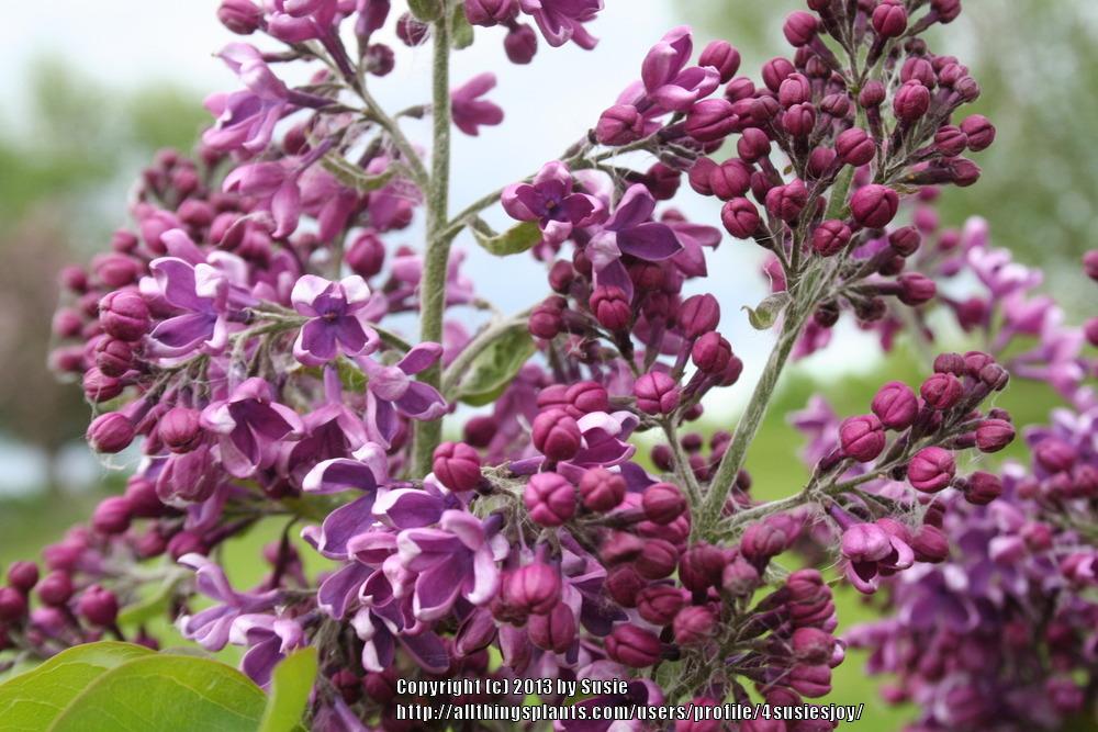 Photo of Common Lilac (Syringa vulgaris 'Albert F. Holden') uploaded by 4susiesjoy