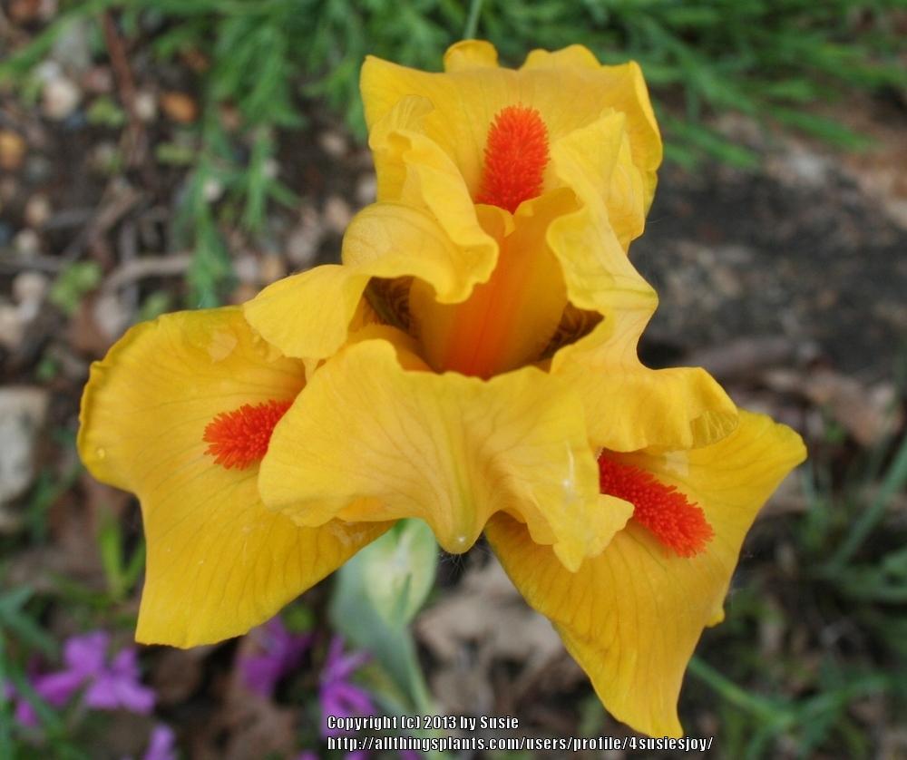 Photo of Standard Dwarf Bearded Iris (Iris 'Photon') uploaded by 4susiesjoy