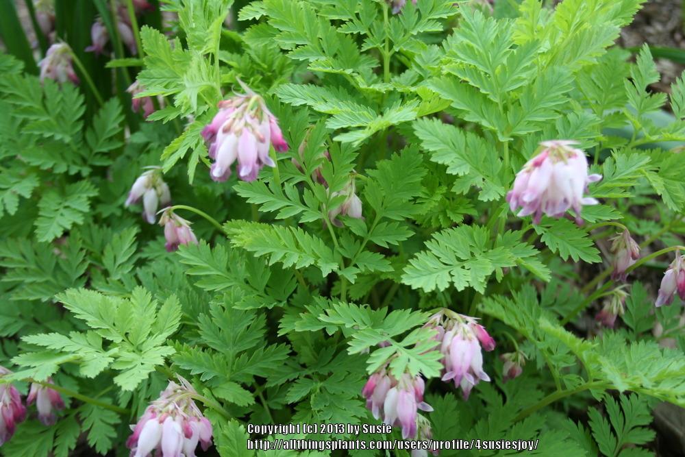 Photo of Pacific Bleeding Heart (Dicentra formosa) uploaded by 4susiesjoy