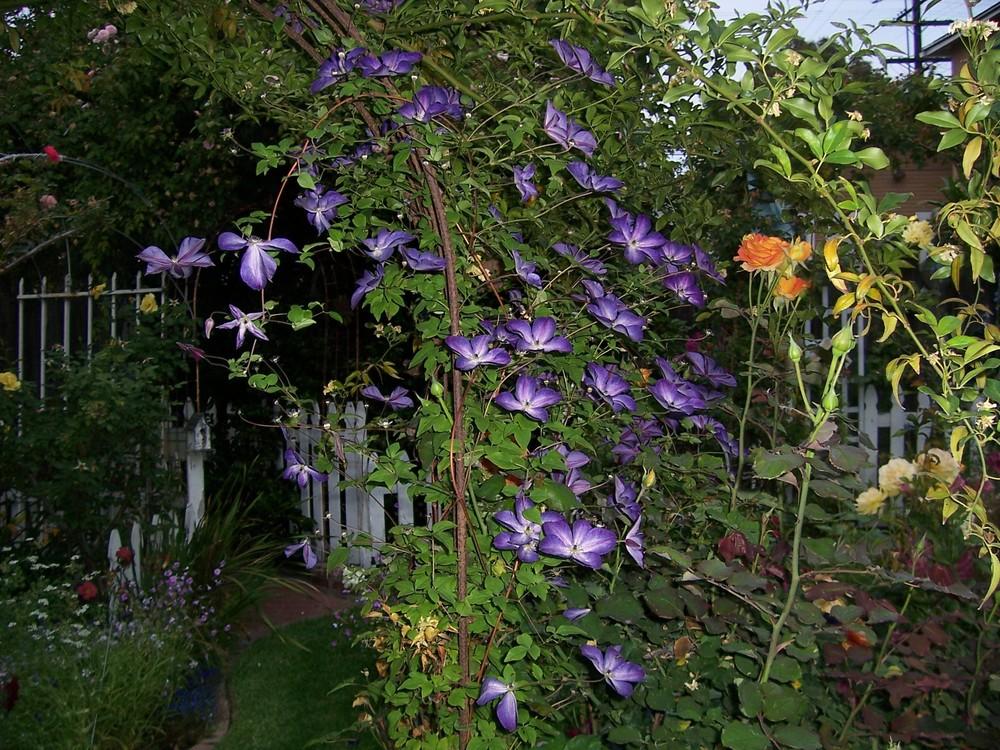 Photo of Clematis (Clematis viticella 'Venosa Violacea') uploaded by Calsurf73