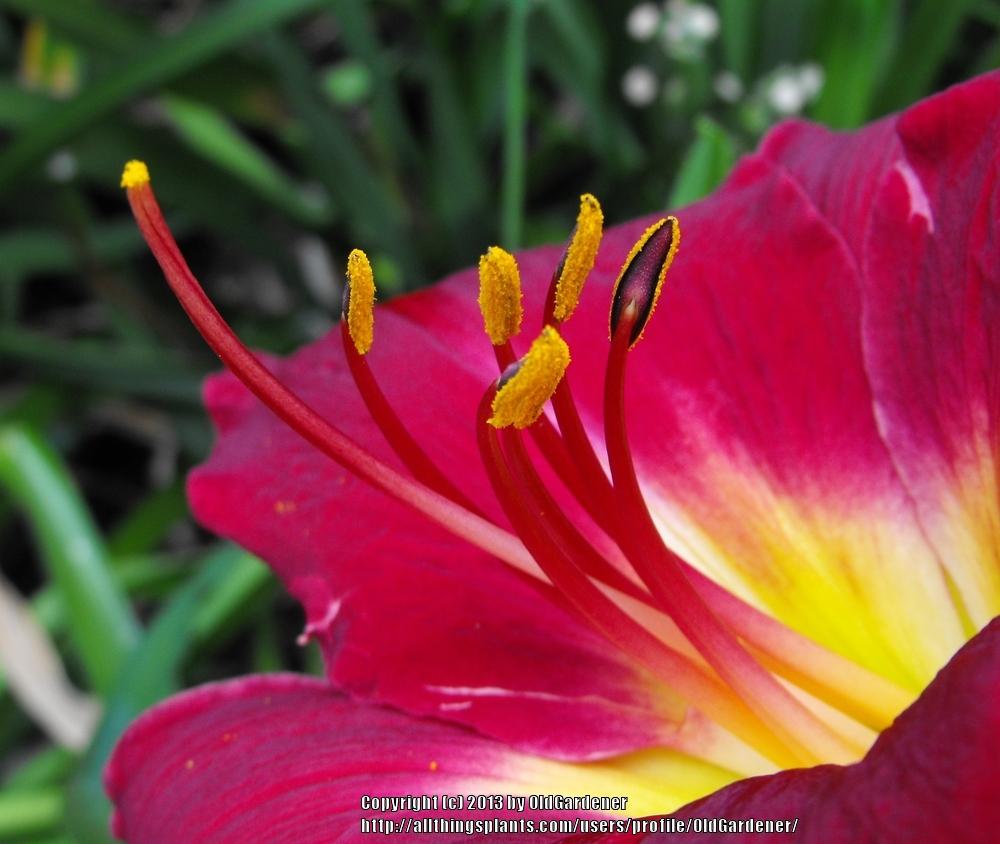 Photo of Daylily (Hemerocallis 'Donna Mead') uploaded by OldGardener