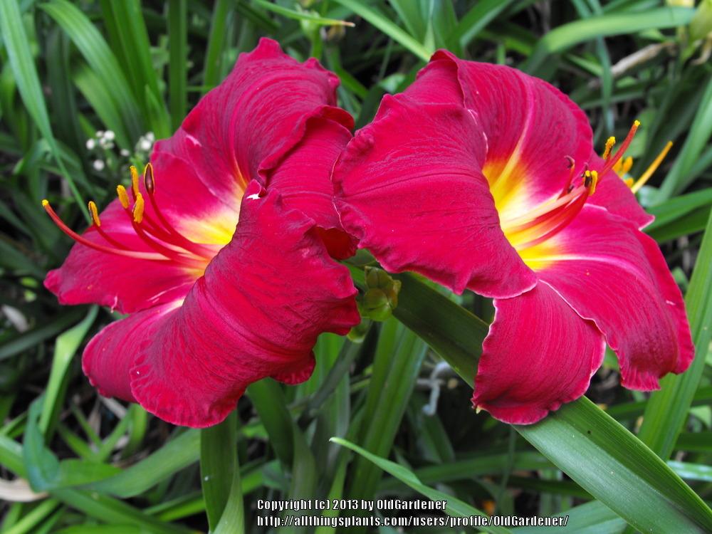 Photo of Daylily (Hemerocallis 'Donna Mead') uploaded by OldGardener