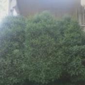 Three fully matured green mountain boxwoods.  Each of these is ju