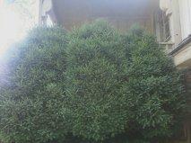 Photo of Boxwood (Buxus 'Green Mountain') uploaded by Pat72