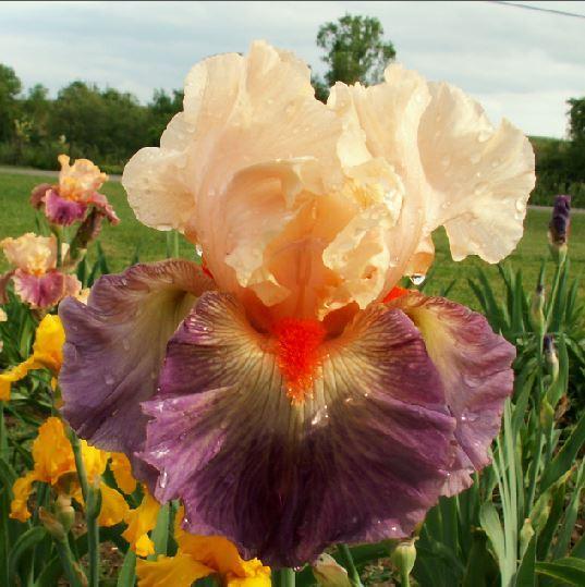 Photo of Tall Bearded Iris (Iris 'Undercurrent') uploaded by diggit