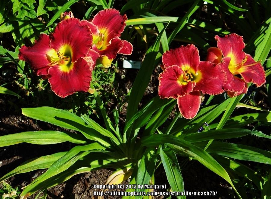 Photo of Daylily (Hemerocallis 'Drowning in Desire') uploaded by mcash70